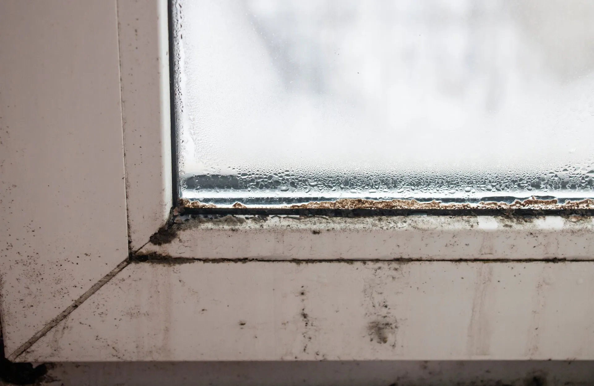 Mold growing in the corner of a window frame
